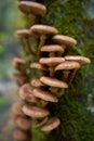 Agaric honey mushrooms Royalty Free Stock Photo