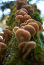 Agaric honey mushrooms Royalty Free Stock Photo