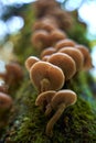 Agaric honey mushrooms Royalty Free Stock Photo