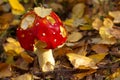 Agaric mushroom with a birch leaf on a top