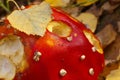 Agaric mushroom with a birch leaf on a top