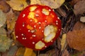 Agaric mushroom with a birch leaf on a top