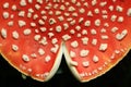 Agaric mushroom close up