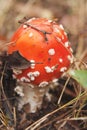 Agaric mushroom. Hallucinogen Royalty Free Stock Photo