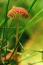 Agaric mushroom. Hallucinogen Royalty Free Stock Photo