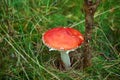 Agaric mushroom under a tree on a green lawn Royalty Free Stock Photo