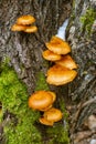 Agaric mushrooms on tree