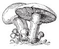 Agaric, vintage engraving