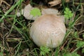 Close up of Agaricaceae Royalty Free Stock Photo