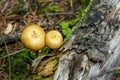Macro of Golden Topped Mushroom Fungi on Mountain Forest Floor