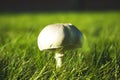 Agaricus arvensis, Agaricaceae, growing in a grass meadow