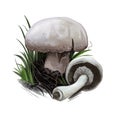Agaricus arvensis horse mushroom, genus Agaricus. Edible fungus isolated on white. Digital art illustration, natural
