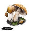 Agaricus augustus the prince, basidiomycete fungus of the genus Agaricus. Edible fungus isolated on white. Digital art