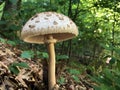 Agaricus augustus or The prince mushroom, Der Riesen-Champignon Pilz oder Riesen-Egerling Royalty Free Stock Photo