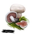 Agaricus bernardii salt-loving mushroom, agaric fungus in family Agaricaceae. Edible fungus isolated on white. Digital art