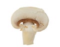 Agaricus bisporus