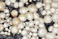 Agaricus bisporus Royalty Free Stock Photo