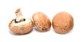 Agaricus bisporus Royalty Free Stock Photo