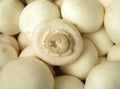 Agaricus bisporus Table mushrooms Royalty Free Stock Photo