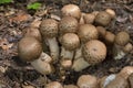 Agaricus bohusii is one of the most attractive of the Agaricus species -the true mushrooms,as some peoople call them