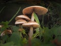 Agaricus campestris mushrooms