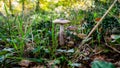 Agaricus mushrooms close up Royalty Free Stock Photo