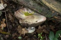 Agaricus placomyces fungi hiding under a branch. Royalty Free Stock Photo