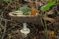 Agaricus placomyces makes some people sick. Royalty Free Stock Photo