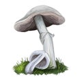 Agaricus placomyces mushroom closeup digital art illustration. Boletus has white fruit body and cap, grows under Royalty Free Stock Photo