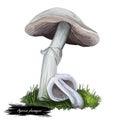 Agaricus placomyces mushroom closeup digital art illustration. Boletus has white fruit body and cap, grows under hardwoods. Royalty Free Stock Photo