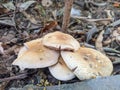 Close up of a Agaricus placomyces Royalty Free Stock Photo