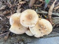 Close up of a Agaricus placomyces Royalty Free Stock Photo