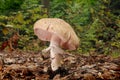Agaricus silvaticus mushroom Royalty Free Stock Photo