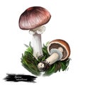 Agaricus subrutilescen wine-colored mushroom of the genus Agaricus. Flat-bulb mushroom edible fungus isolated on white. Digital