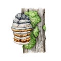 Agarikon mushroom growing on a mossy tree trunk. natural image. Watercolor illustration. Painted Fomitopsis officinalis