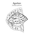 Agarikon, or quinine conk fungus Fomitopsis or Laricifomes officinalis , medicinal mushroom
