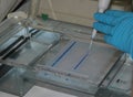 DNA test in agarose gel