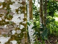 Agarwood tree in the forest Royalty Free Stock Photo