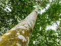 Agarwood tree in the forest Royalty Free Stock Photo