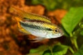 Agassiz`s dwarf cichlid Apistogramma Agassizii aquarium fish Royalty Free Stock Photo