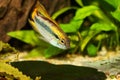 Agassiz`s dwarf cichlid Apistogramma Agassizii aquarium fish