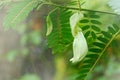 Agasta, Sesban or Vegetable humming bird