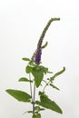 agastache anisata plant on light background Royalty Free Stock Photo