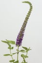 agastache anisata plant on neutral background Royalty Free Stock Photo