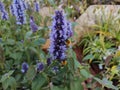 Agastache 'Blackadder'