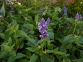 Agastache `Blackadder` Royalty Free Stock Photo