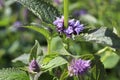 Agastache flower tip spikes forming on the plant stem Royalty Free Stock Photo