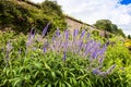 Agastache flowering plant in a garden. Royalty Free Stock Photo