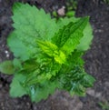 Agastache foeniculum, Agastache anethiodora, anise hyssop, blue giant hyssop Royalty Free Stock Photo