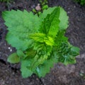 Agastache foeniculum, Agastache anethiodora, anise hyssop, blue giant hyssop Royalty Free Stock Photo